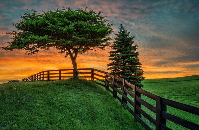 Trees and Fence at Sunset — Green