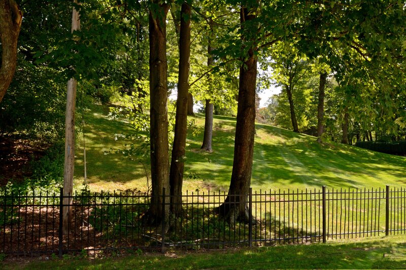 Trees and Fence on Hill
