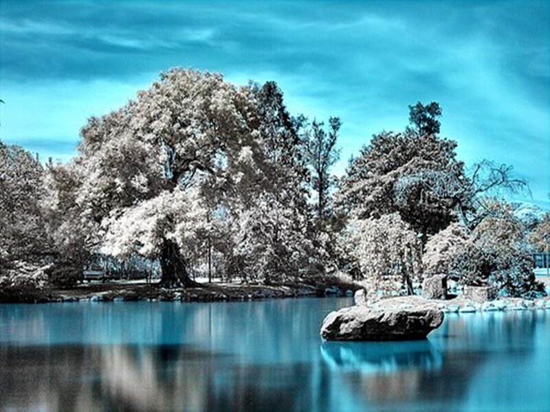 Trees and Lake in Infrared