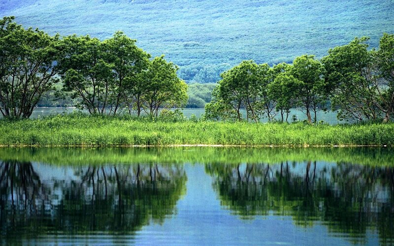 Trees and Lake Reflection — Green