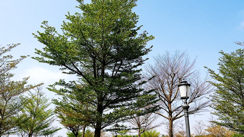 trees and lamp post in park