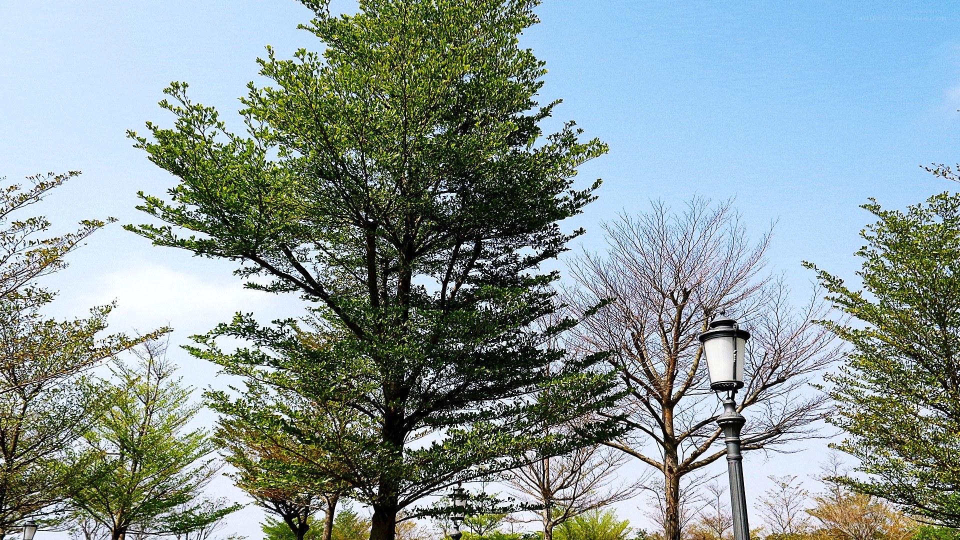 trees and lamp post in park