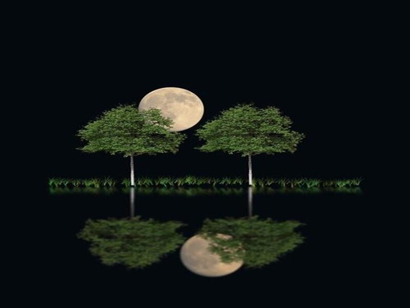 Trees and Moon Reflection
