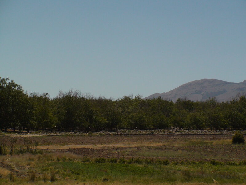 trees and mountain landscape