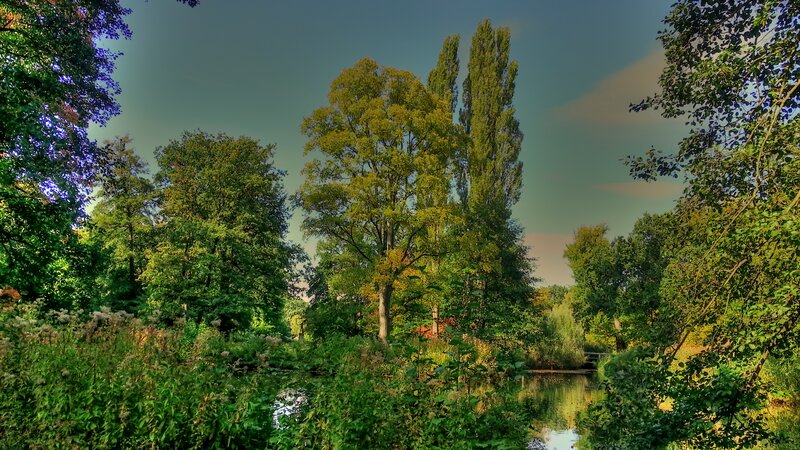 Trees and Pond in Park — Green