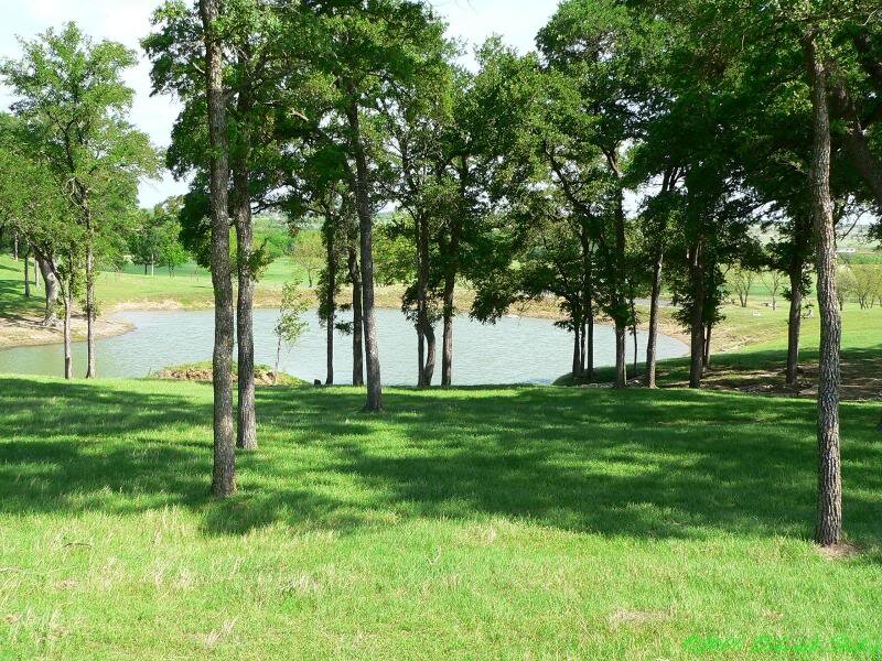 Trees and Pond in Park