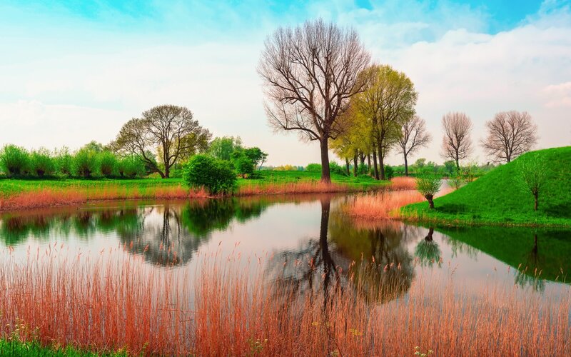 Trees and Pond Landscape — Green