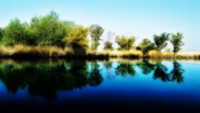 Trees and Reeds by Lake