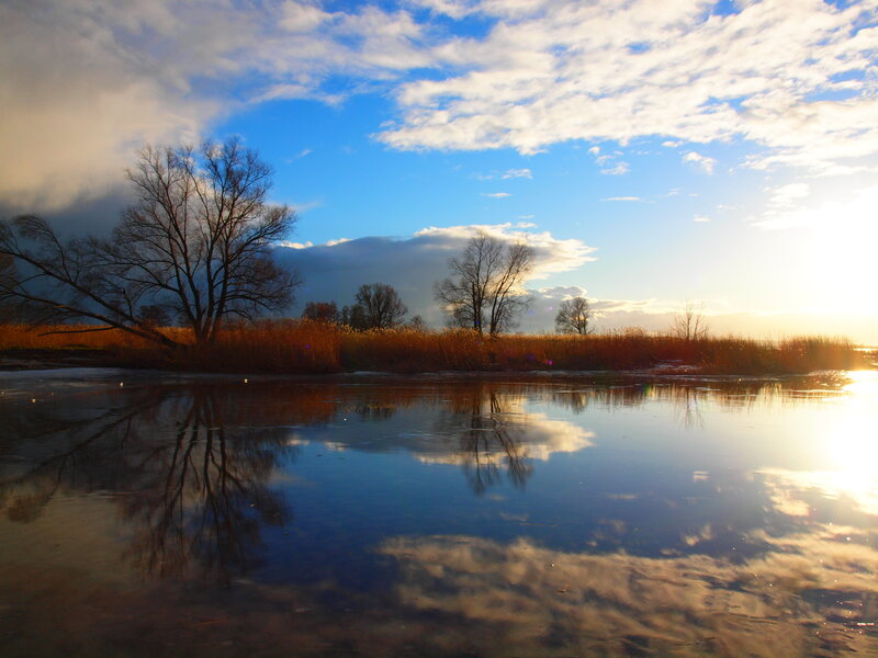 Trees and Reeds by Water
