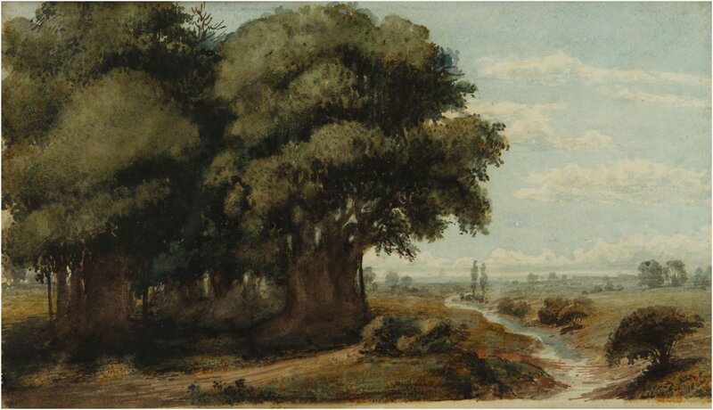 Trees and River Landscape