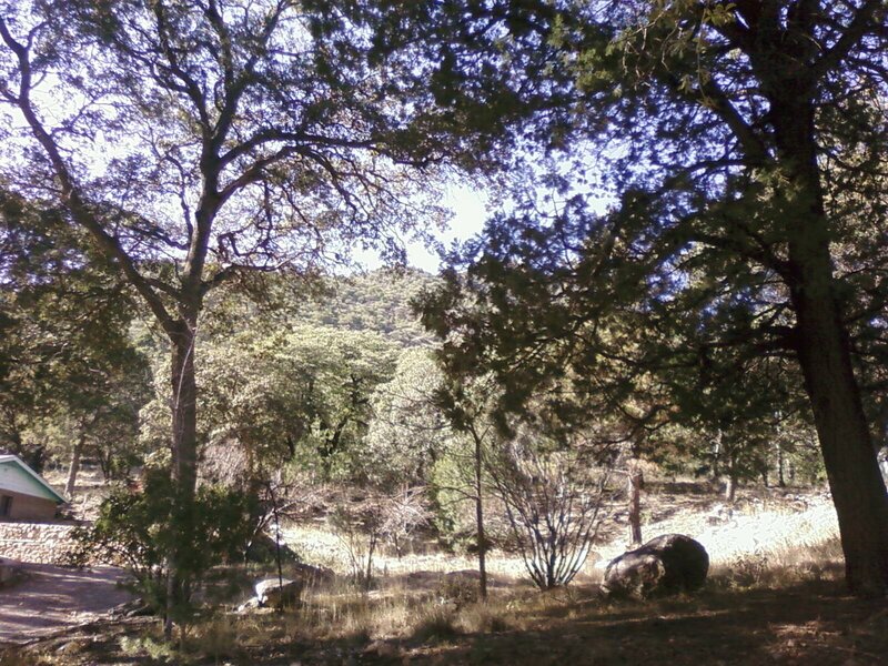 Trees and Rocks in Forest
