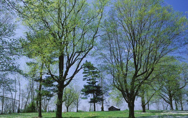 Trees and shed in a green field
