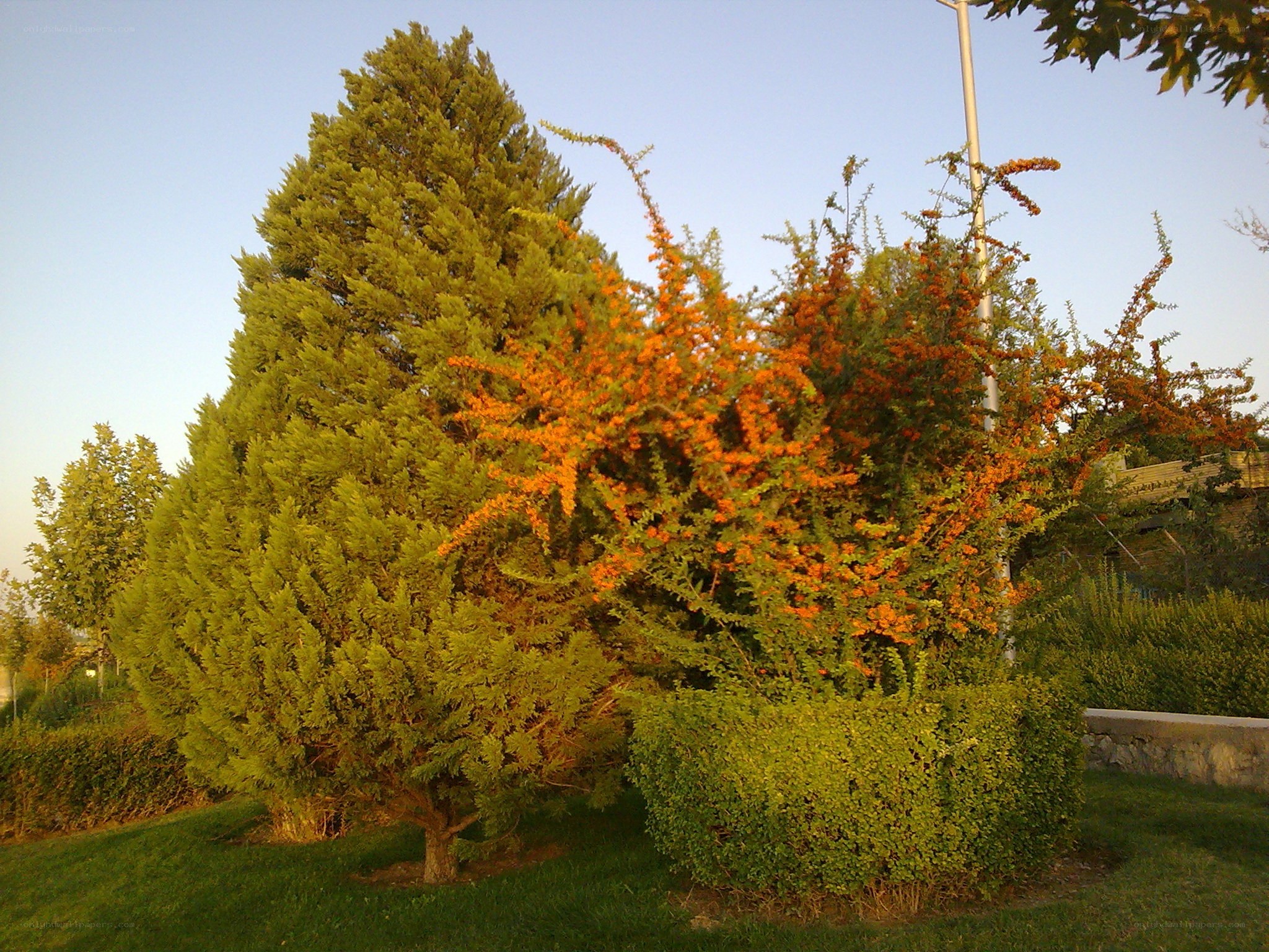 Trees and shrubs in a park