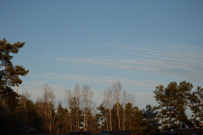 Trees and Sky at Dusk