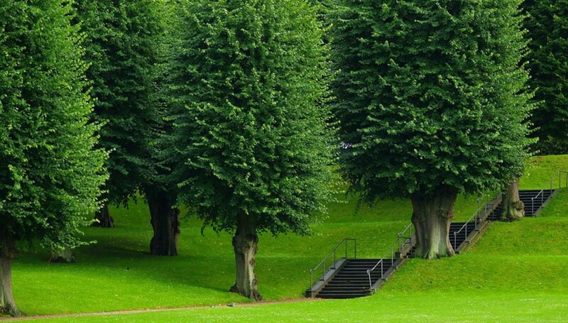 Trees and Stairs in Park