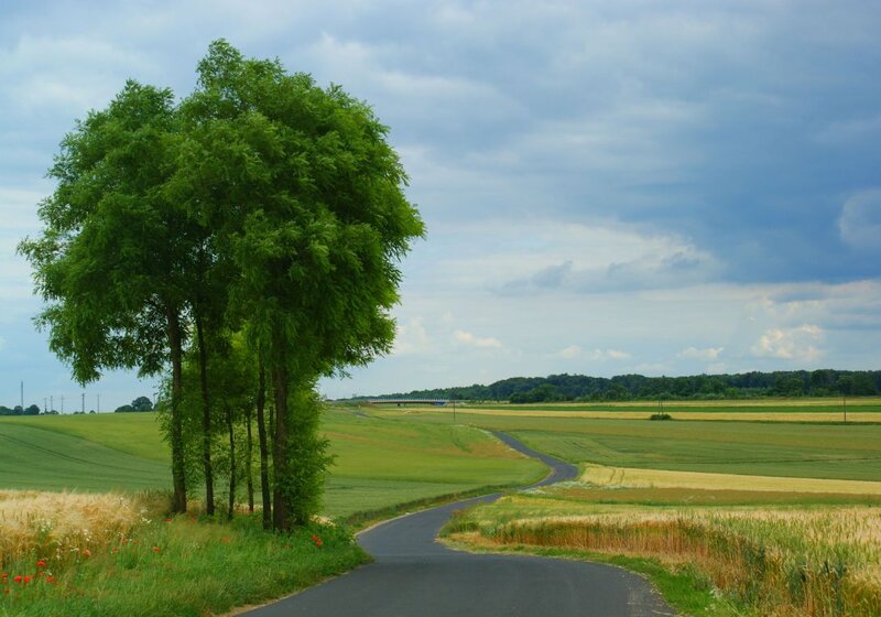 Trees and Winding Road