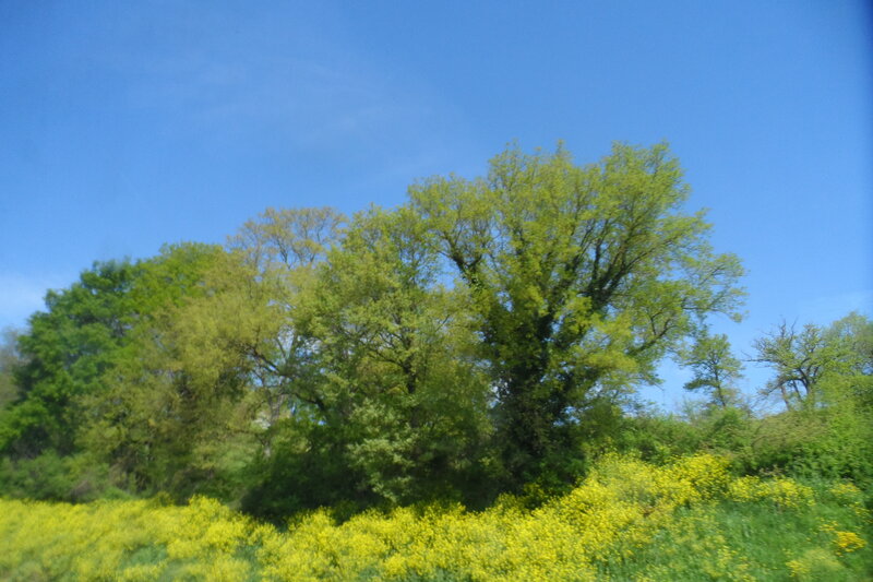 Trees and Yellow Flowers