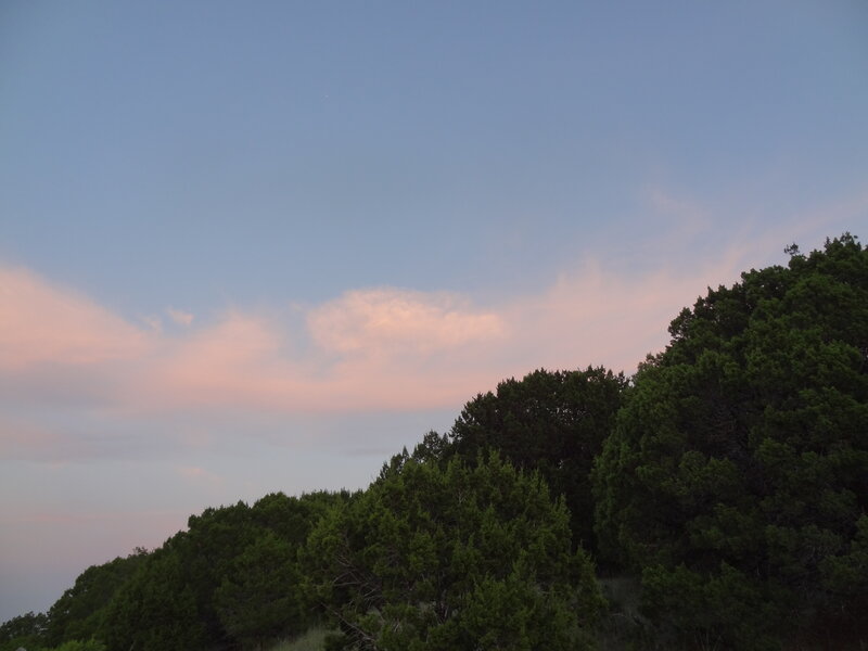 Trees at Dusk — Blue, Serene