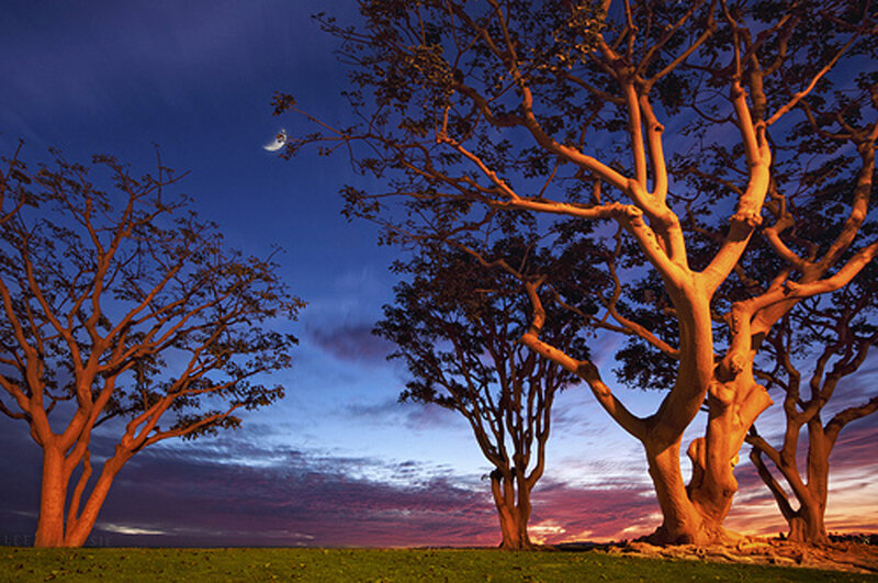 Trees at Dusk — Blue