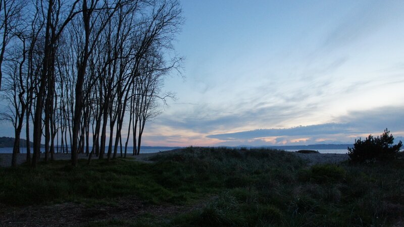 Trees at dusk by the water