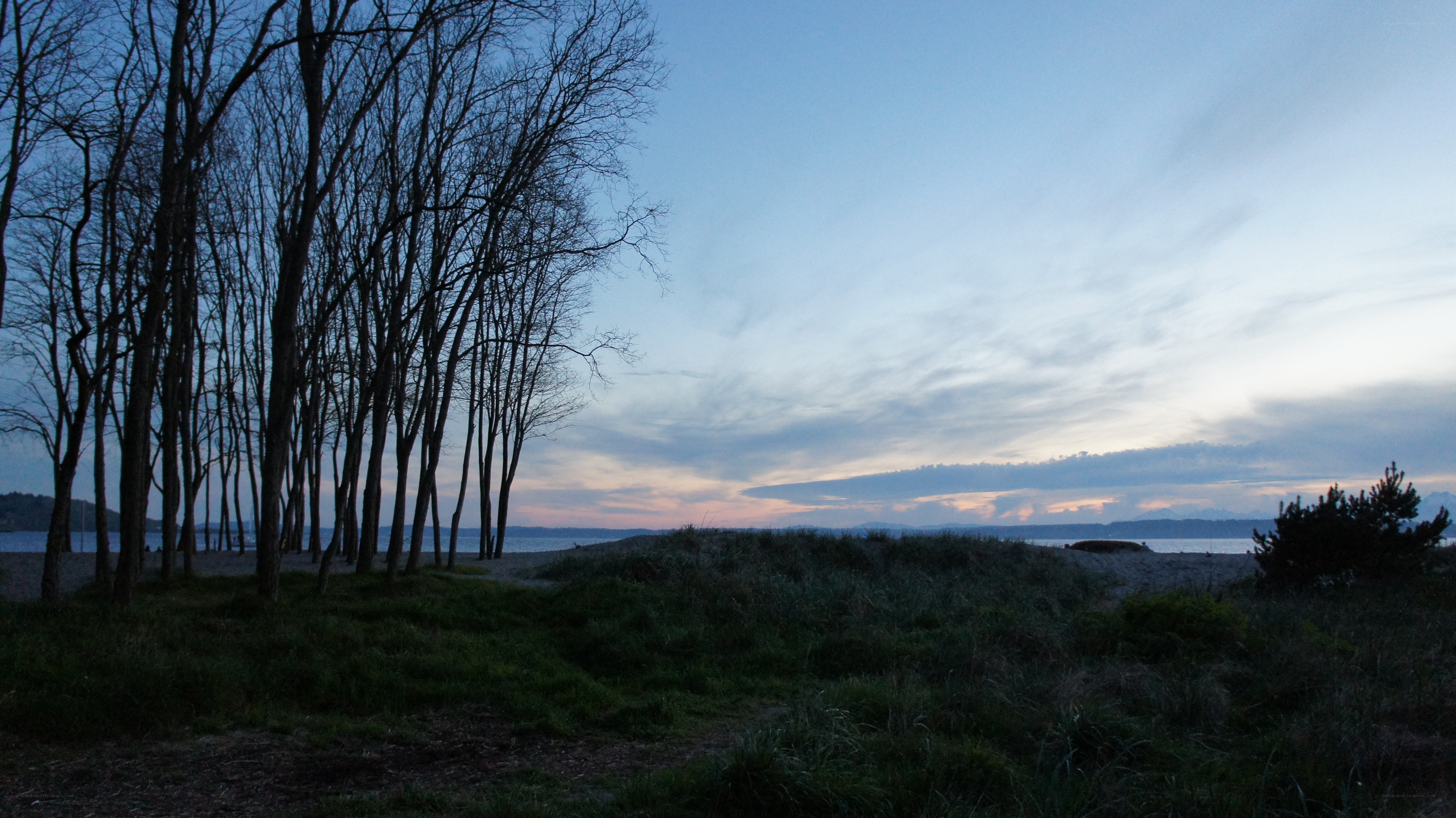 Trees at dusk by the water
