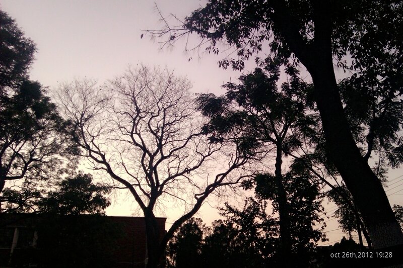 trees at dusk