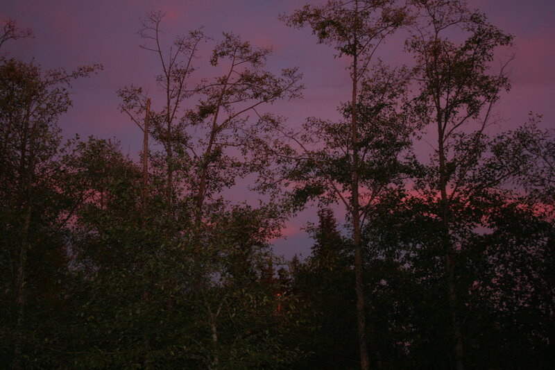Trees at dusk with purple sky