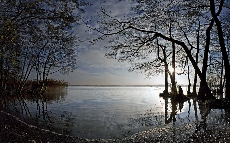 Trees at Lake Shore — Blue, Serene