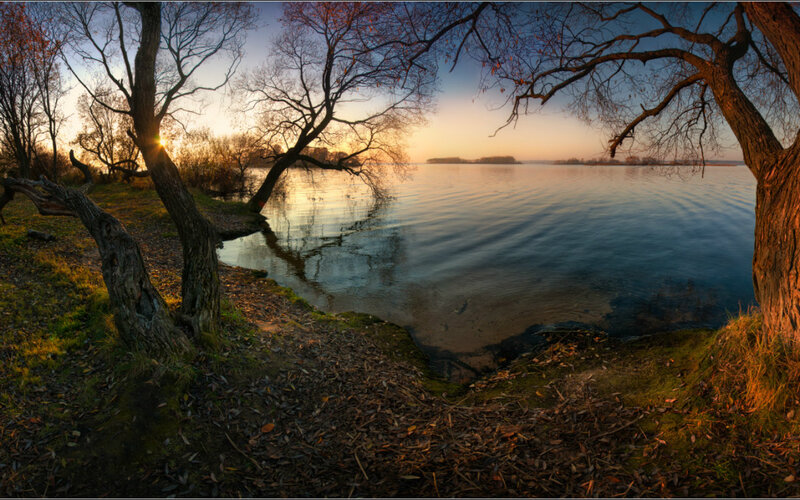 Trees at Lake Shore — Blue