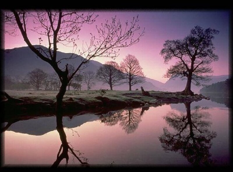Trees at Lake Shore