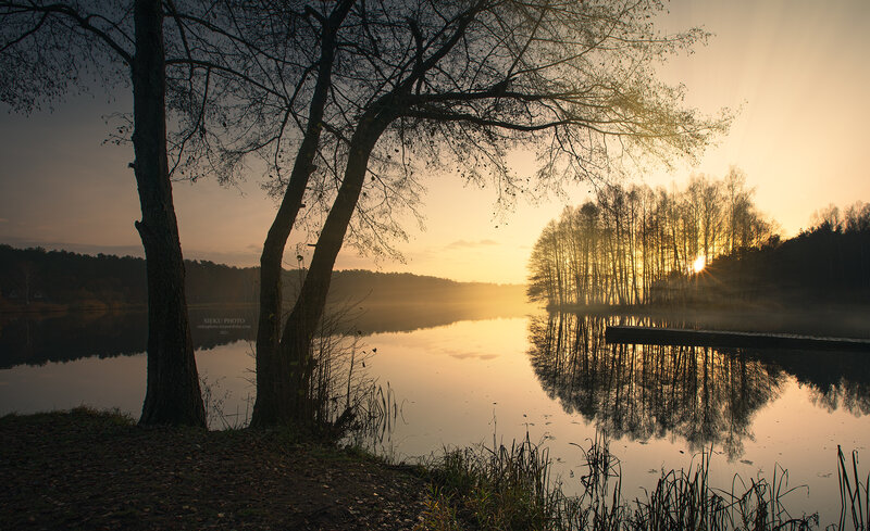 Trees at Lake Sunset