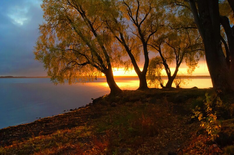 Trees at Lakeside Sunset