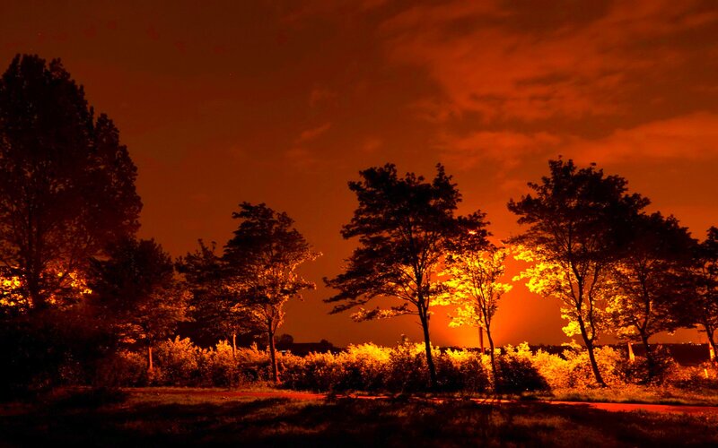 Trees at Night