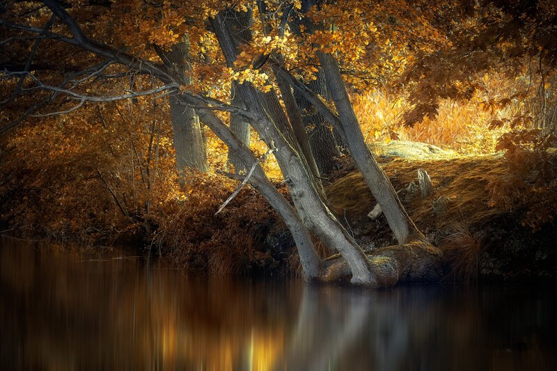 Trees at Riverbank