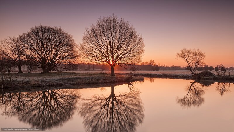 Trees at Sunrise