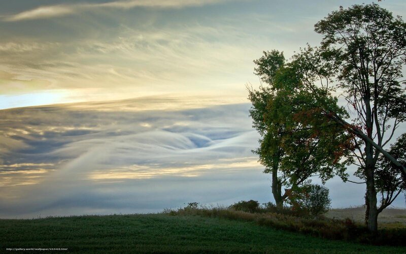 Trees at sunrise with cloud patterns