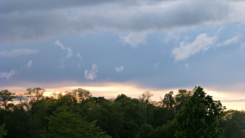 trees at sunset