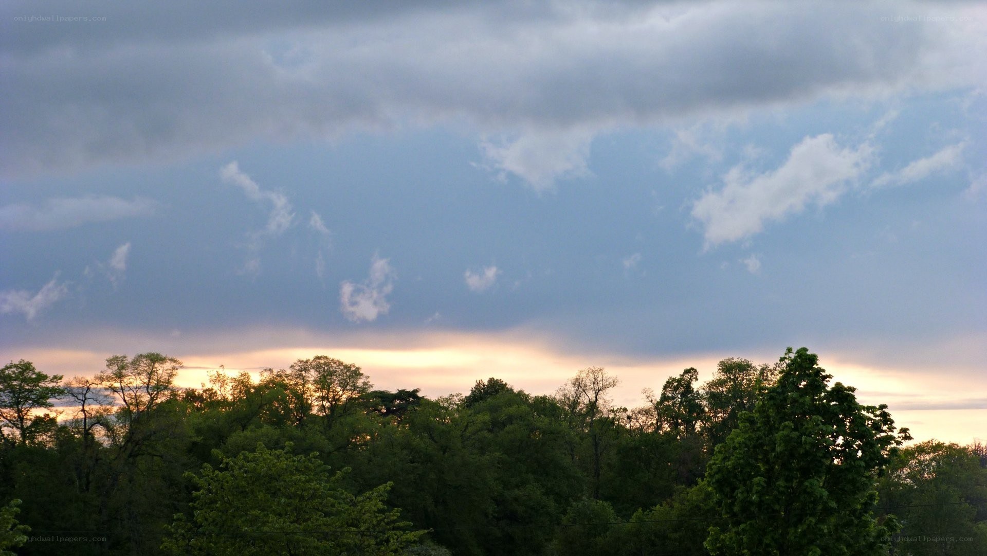 trees at sunset