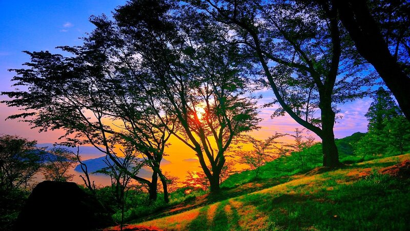 Trees at Sunset — Blue