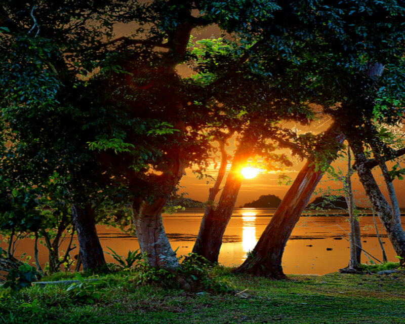 Trees at Sunset — Green