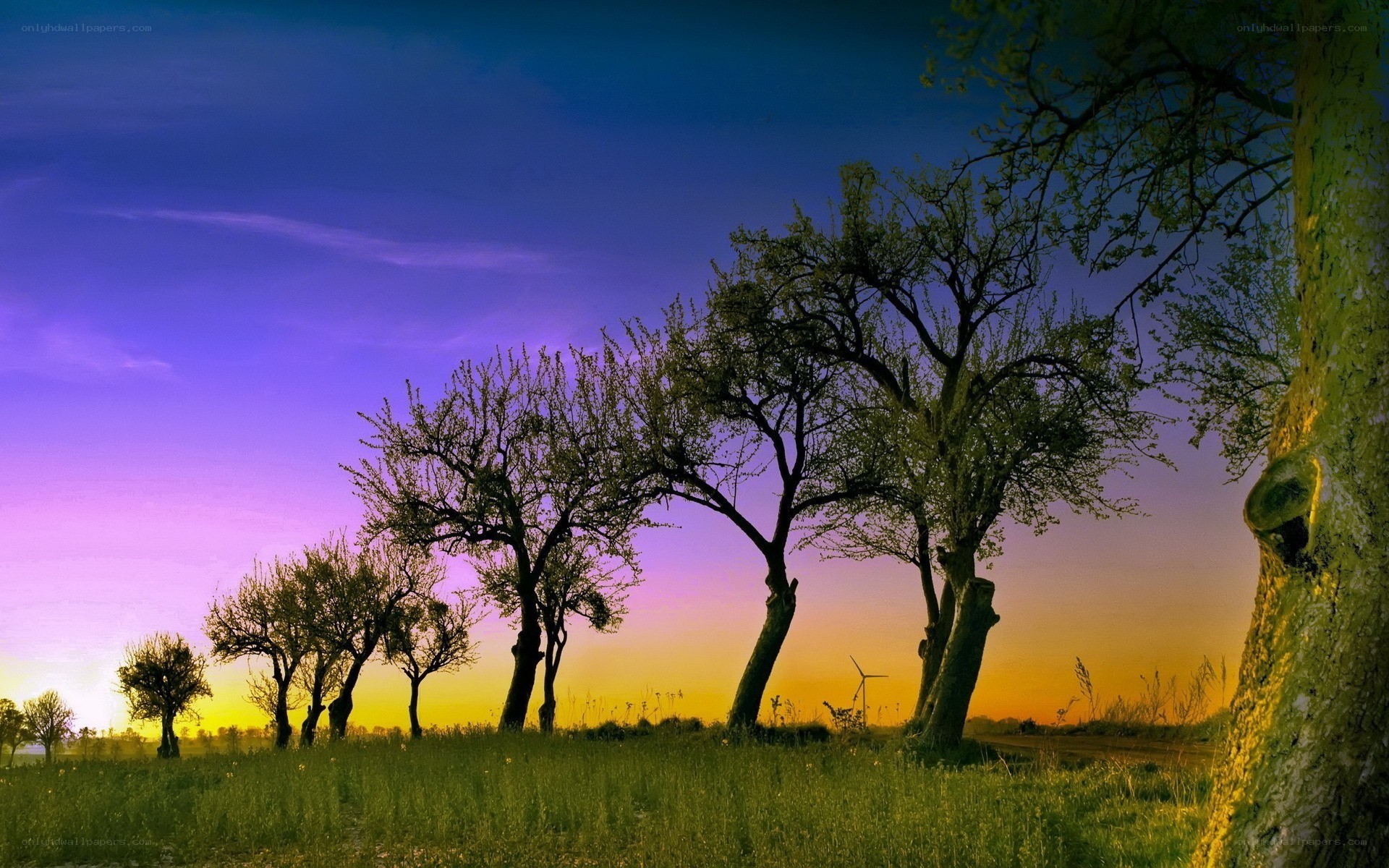 Trees at sunset in a field