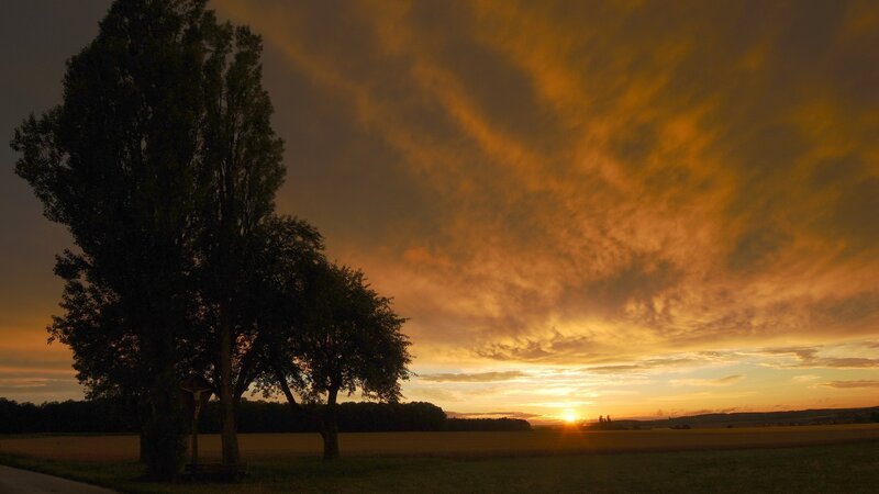Trees at Sunset — Orange, Dramatic, Photograph, Sun