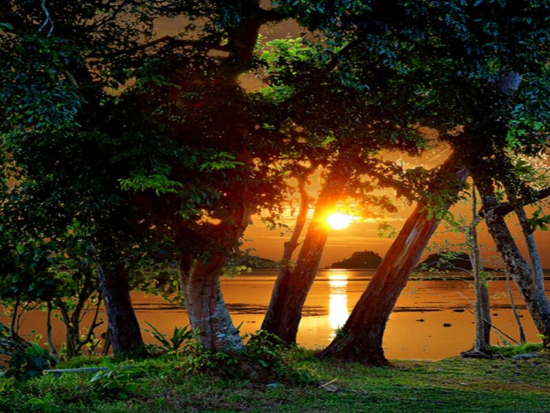 Trees at Sunset — Orange, Serene, Photograph, Sun