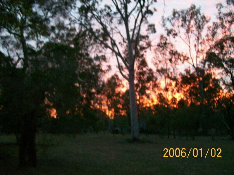 Trees at Sunset — Orange, Serene