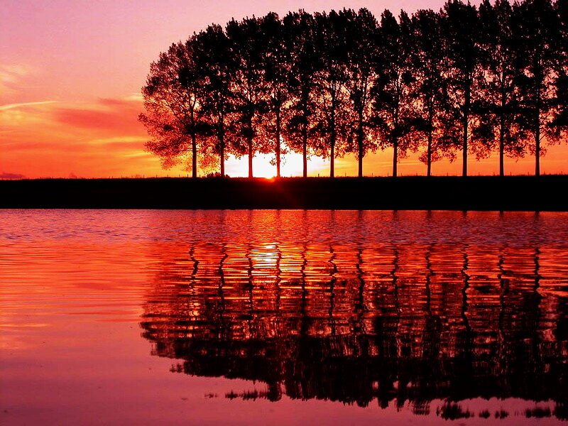 Trees at Sunset — Orange