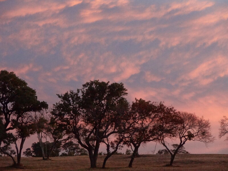 Trees at Sunset — Pink