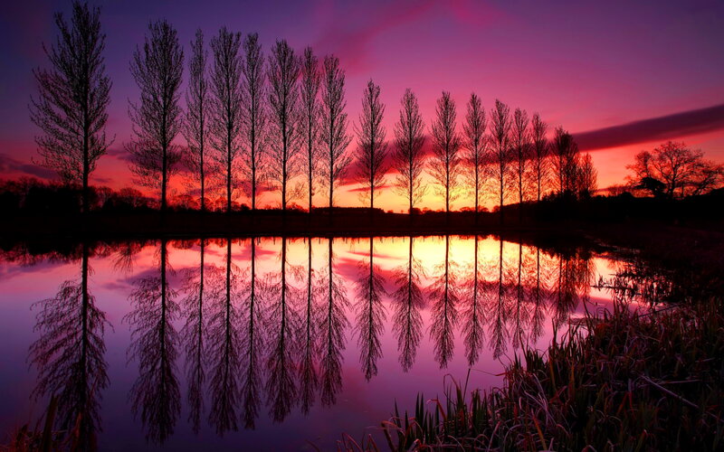 Trees at Sunset — Purple
