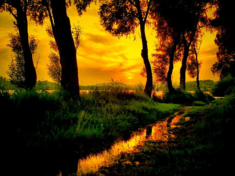 Trees at Sunset — Yellow