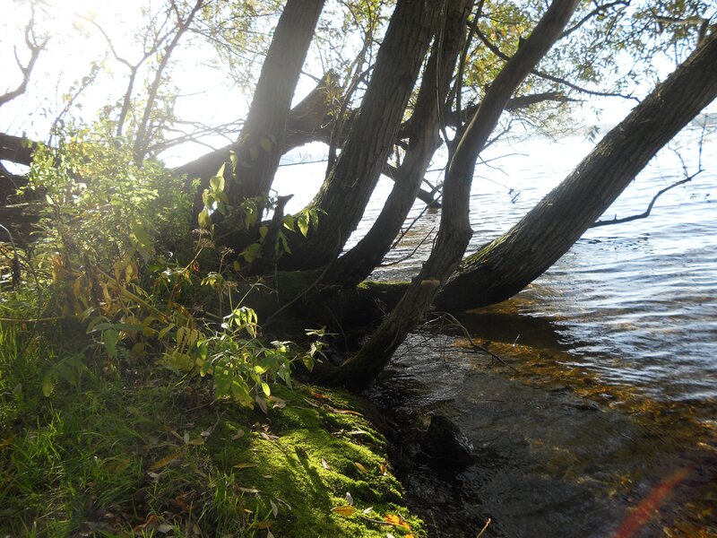 Trees at the water's edge