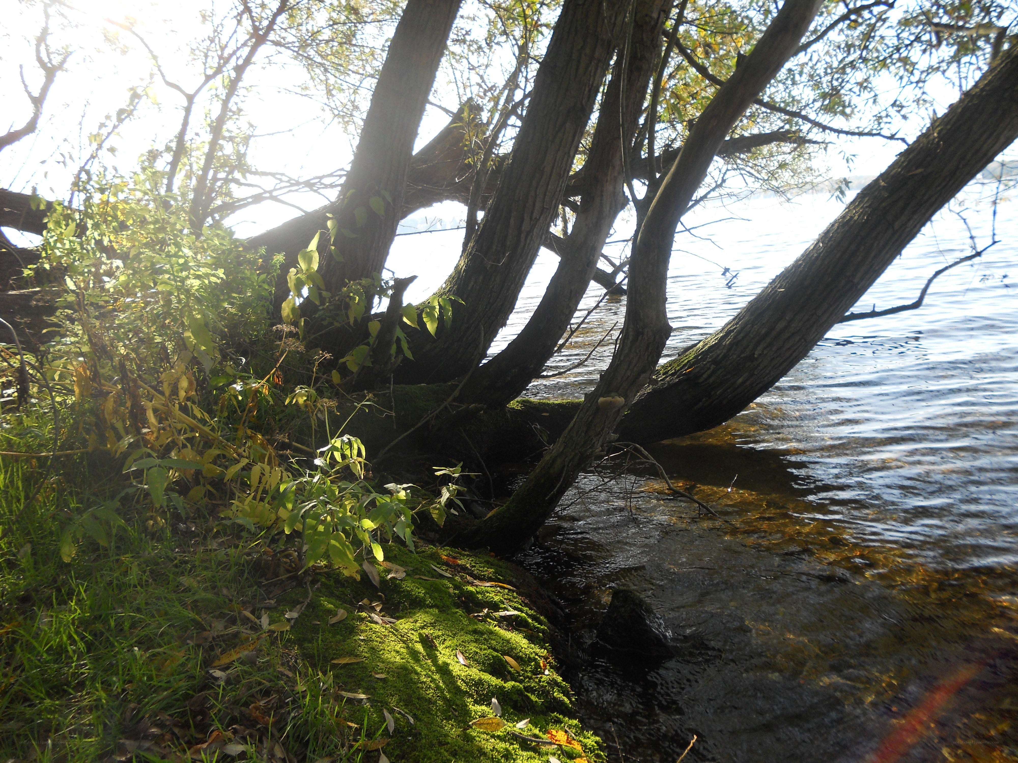Trees at the water's edge
